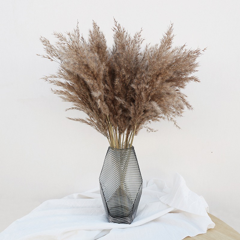 10 ชิ้น ดอกแพมพัสแห้งหลากสีสัน - Florist Supply Vases บทวิจารณ์และราคา