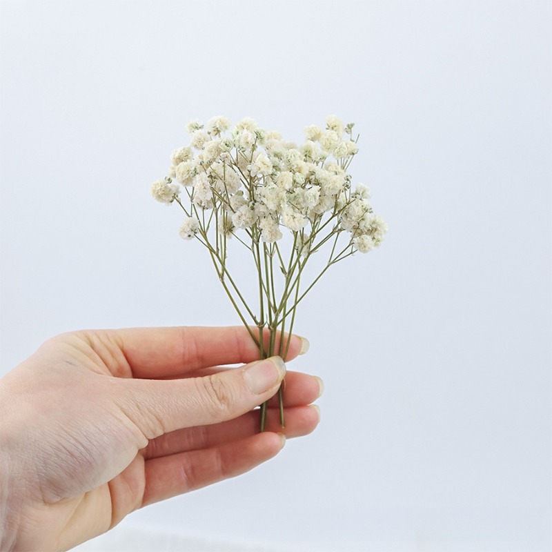 ดอกยิปโซฟิล่าแห้งธรรมชาติ 50 ช - Florist Supply Vases บทวิจารณ์และราคา